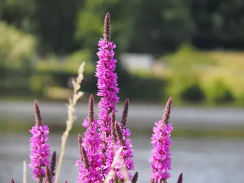 Vielsalm (België)